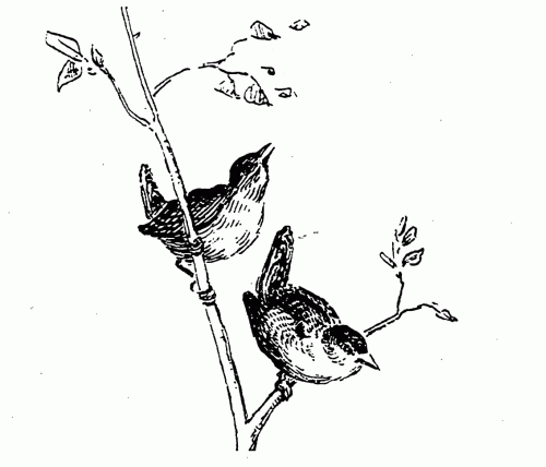 two wrens